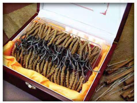 乌尔禾冬虫夏草回收